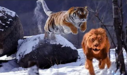 狮子短视频,探寻非洲草原霸主的传奇故事